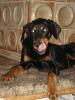 Dobermann Mix Rocky geb.15.06.2006 sucht neues Körbchen