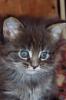 Maine Coon Kitten
