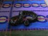 Python regius
