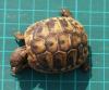 THB Griechische Landschildkröten 2008 & 2009 abzugeben