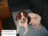 Lola - 4j Pointerhündin, nur lieb, freundl.,  verträgl. - Familienhund