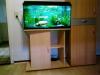 Aquarium 112 l (80x35x40) mit 2 Axolotl,  Unterschrank und Zubehör