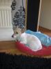 jack russel