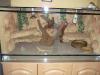 Terrarium,  Pärchen Bartagam und Zubehör