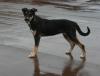 Kleiner  8 monate    Terrier - Ost-Russischer Schaeferhund Mischling aus Russlan