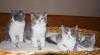 4 süße weibliche Perser /  Karthäuser Kitten