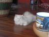 suche siam oder birma deckkater 