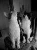 2 verspielte Hauskater abzugeben (geb. 16.10.2009) inkl. Zubehör