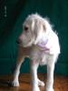 Goldendoodle /  Labradoodle Welpen