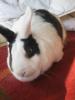 1 weibl. Hase sucht ein neues zu Hause 