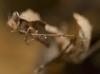 Gottesanbeterinen (Gongylus gongylodes,  Deroplatys desiccata)