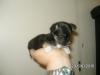 chiwawa mini welpe