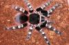 Acanthoscurria geniculata Spiderlinge Weißknievogelspinne