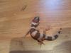Biete Leopardgeckos NZ 2010