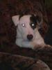 Spanky sucht neues Heim 