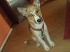 18 wochen alte husky / sheltie hünndin