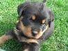 Rottweilerwelpen,  reinrassig in liebevolle Hände zu verkaufen!