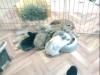 3 Bunte Löwenkopf/ Zwergkaninchen suchen liebevolles Zuhause