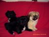 pekinese zu verkaufen