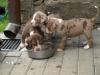 Catahoulawelpen aus liebevoller Aufzucht