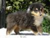 VDH Colliewelpe,  tricolour,  Rüde