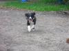 Australien Shepherd/ Border Collie Welpen