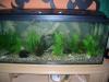Aquarium 240l,  maße 120x50x40+ Zubehör, Fische, Pflanzen, ....