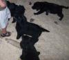 Golden Retriever /  Labrador Welpen