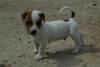 Süße Jack Russell Welpen suchen liebevolles Zuhause