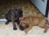 Boxer welpen