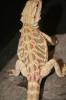 Hypoleatherbacks,  Hypos,  Citrus,  Orange,  Multicolours abzugeben!