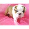 suche eine englische bulldogge zu verschenken