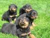 Rottweiler welopen
