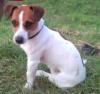 Charmanter Jack Russell Deckrüde