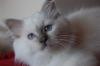 junger Birmakater,  lilac-point- ab sofort!!