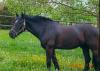 Verkaufe super lieben Welshcob-Wallach !