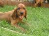 Jetzt aussuchen,  nach dem Urlaub abholen: 10 Irish Settter Welpen