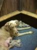 Weimaranerwelpen 3/ 6 aus Familienzucht