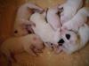 mini bullterrier mix welpen