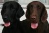 Flatcoated Retriever- Welpen,  schwarz und braun,  mit Papieren