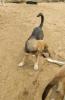 Lucky sucht ein passendes Zuhause