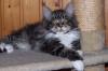 Tolle Maine Coon Edelmix Kätzin