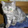 wunderschöne , reinrassige Exotic-Shorthairbabys