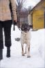 Tigra sucht zuhause