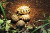 Griech. Landschildkröten THB NZ 2016 /  2017