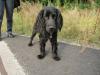 Schwarzer Cocker Spaniel,  10 Monate