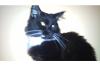 Maine Coon Deckkater