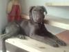 mein Hund liebt PONDODOG