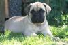 Bullmastiff Welpen