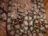 Kolumbianische Boa Constrictor Imperator Jungtiere